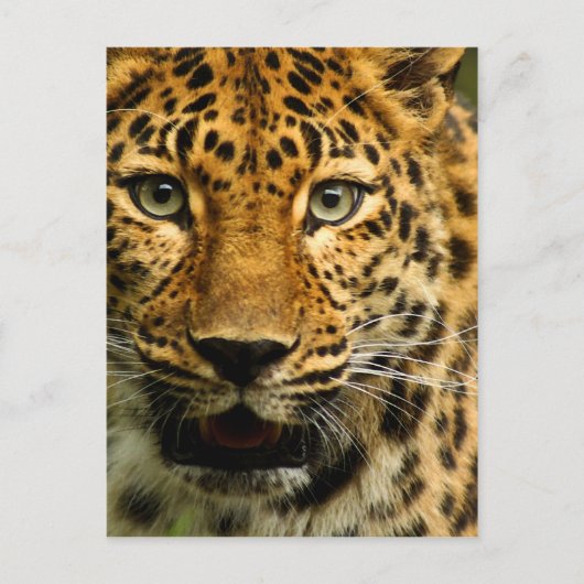 Carte Postale Amur Leopard (Devant)