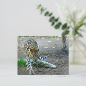 Carte Postale Amur Leopard (Debout devant)