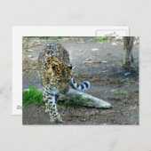 Carte Postale Amur Leopard (Devant / Derrière)