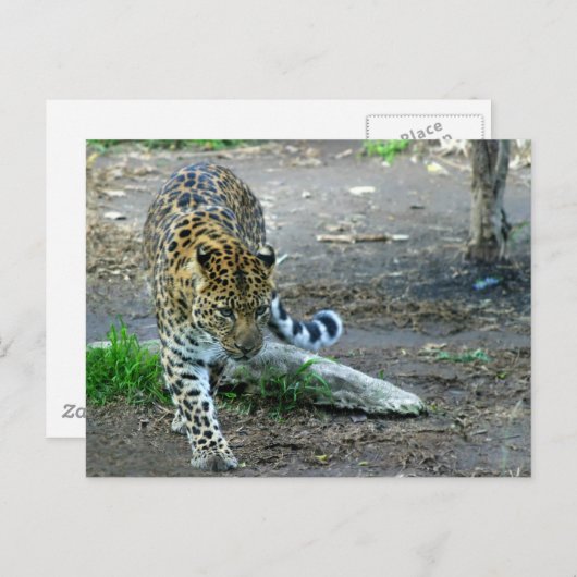 Carte Postale Amur Leopard (Devant / Derrière)
