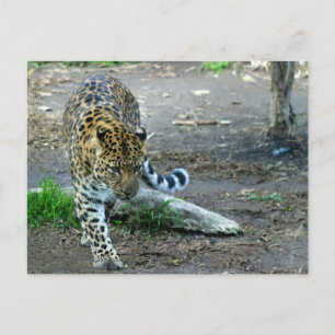 Carte Postale Amur Leopard