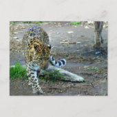 Carte Postale Amur Leopard (Devant)