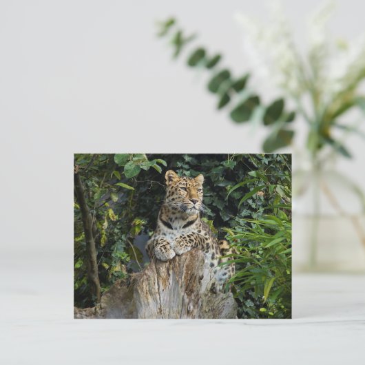 Carte Postale Amur Leopard (Debout devant)