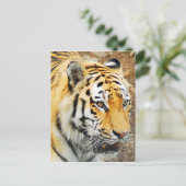 Carte Postale Amur Tiger (Debout devant)