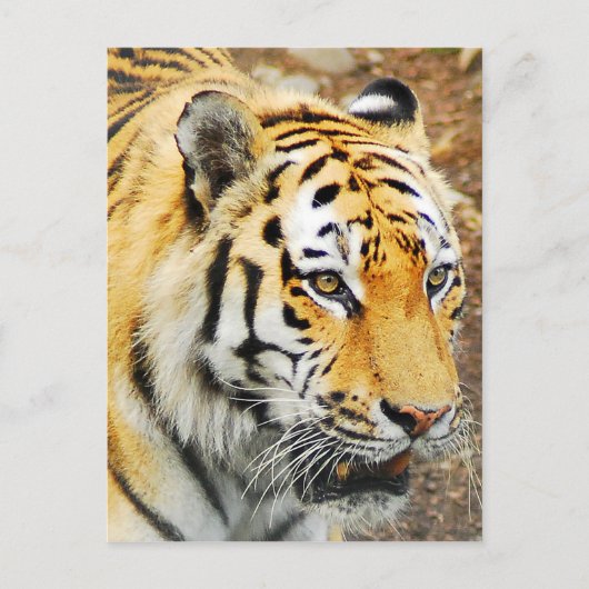 Carte Postale Amur Tiger (Devant)
