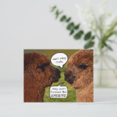 Carte Postale Amusant Alpaca Alpacalypse schéma (Debout devant)
