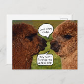 Carte Postale Amusant Alpaca Alpacalypse schéma (Devant / Derrière)