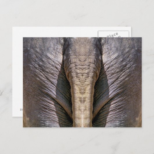 CARTE POSTALE AMUSANT ÉLÉPHANT (Devant / Derrière)