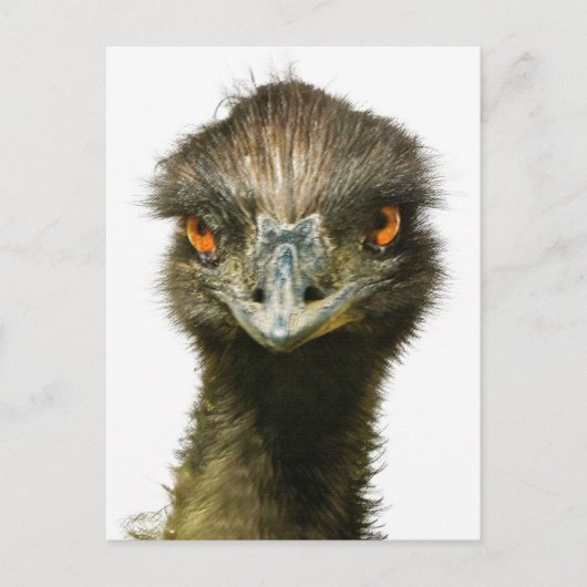 Carte Postale Amusant Glaring Emu Gros plan (Devant)