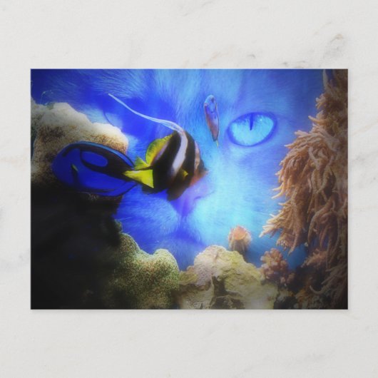 Carte postale amusante de chat et de poisson (Devant)