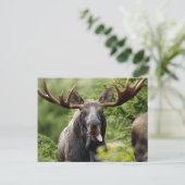 Carte Postale Amusante orignal (Debout devant)