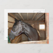 Carte Postale Amusants BarnHorse (Devant / Derrière)