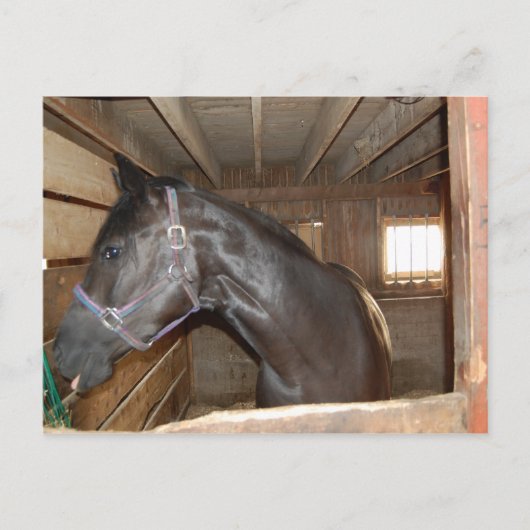 Carte Postale Amusants BarnHorse (Devant)