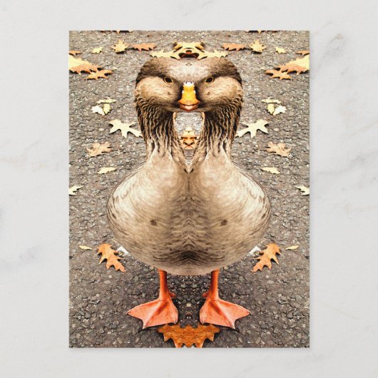 CARTE POSTALE AMUSEMENT ANIMAL (Devant)