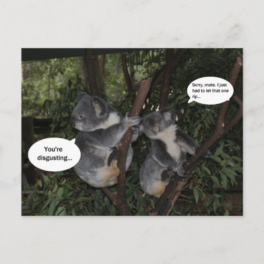Carte Postale Amusement de koala (Devant)