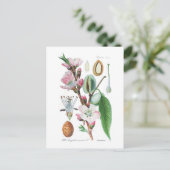 Carte Postale Amygdalus communis (Amande) (Debout devant)