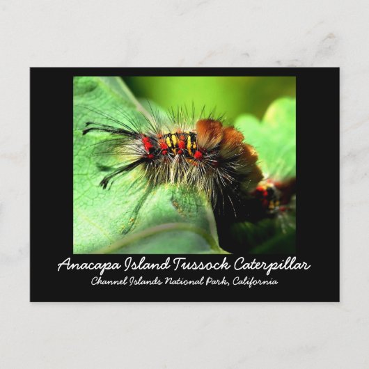 Carte Postale Anacapa Island Tussock Caterpillar (Devant)