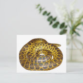 Carte Postale Anaconda jaune (Debout devant)