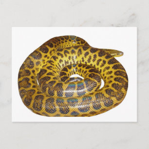 Carte Postale Anaconda jaune