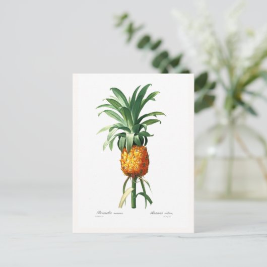 Carte Postale Ananas (Debout devant)