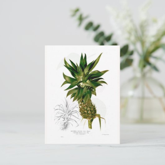 Carte Postale Ananas (Ananas comosus) (Debout devant)