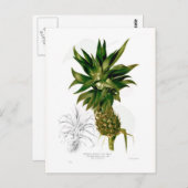 Carte Postale Ananas (Ananas comosus) (Devant / Derrière)