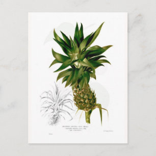 Carte Postale Ananas (Ananas comosus)