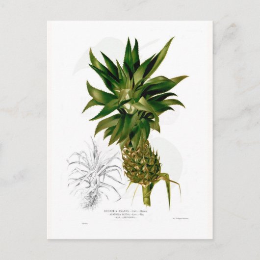 Carte Postale Ananas (Ananas comosus) (Devant)