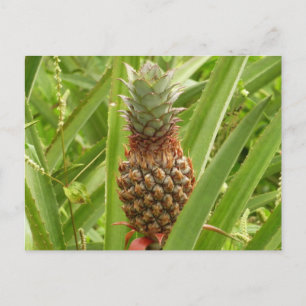 Carte Postale Ananas sauvage Fruit tropical dans la nature