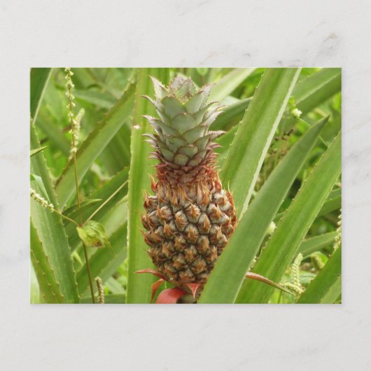 Carte Postale Ananas sauvage Fruit tropical dans la nature (Devant)