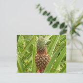 Carte Postale Ananas sauvage Fruit tropical dans la nature (Debout devant)
