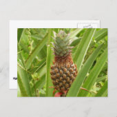 Carte Postale Ananas sauvage Fruit tropical dans la nature (Devant / Derrière)