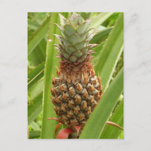 Carte Postale Ananas sauvage Fruit tropical dans la nature