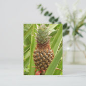 Carte Postale Ananas sauvage Fruit tropical dans la nature (Debout devant)