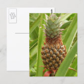 Carte Postale Ananas sauvage Fruit tropical dans la nature (Devant / Derrière)
