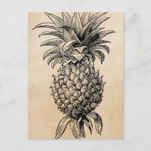 Carte Postale Ananas vintage des années 1800 (Devant)