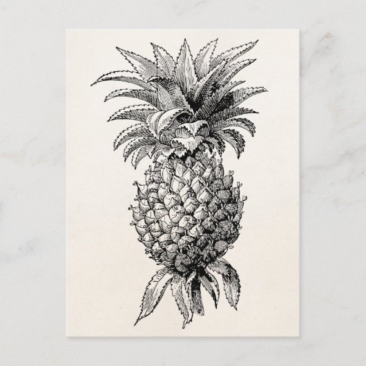 Carte Postale Ananas vintage des années 1800 (Devant)