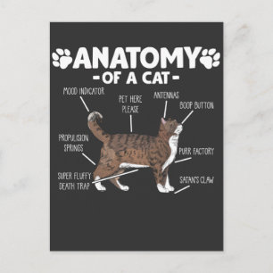 Carte Postale Anatomie amusante d'un chat Cute Kitty Lover propr