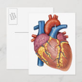 Carte Postale Anatomie Brute Du Coeur Humain (Devant / Derrière)