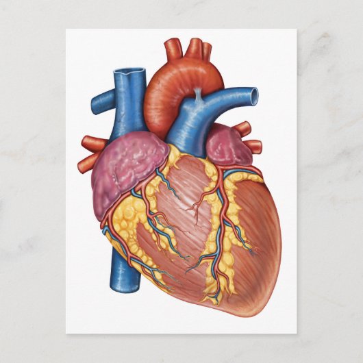 Carte Postale Anatomie Brute Du Coeur Humain (Devant)