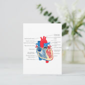 Carte Postale Anatomie_Coeur (Debout devant)