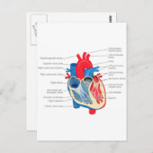Carte Postale Anatomie_Coeur (Devant / Derrière)