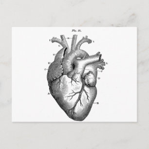 Carte Postale Anatomie-Coeur-Images-Vintage