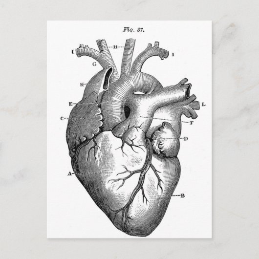 Carte Postale Anatomie-Coeur-Images-Vintage (Devant)
