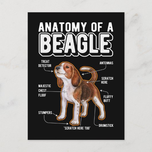 Carte Postale Anatomie de Beagle Chien Drôle (Devant)