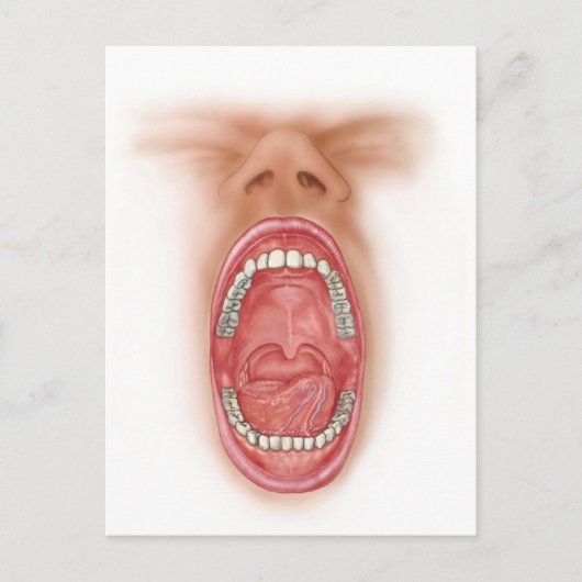 Carte Postale Anatomie de cavité de bouche humaine (Devant)