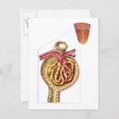 Carte Postale Anatomie De La Capsule Glomérulaire De Bowman (Devant / Derrière)