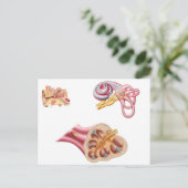 Carte Postale Anatomie De La Coupe Cochléaire Dans L'Oreille Hum (Debout devant)