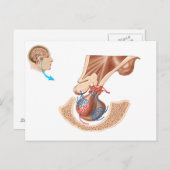 Carte Postale Anatomie De La Glande Pituitaire (Devant / Derrière)
