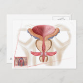 Carte Postale Anatomie de la glande prostatique (Devant / Derrière)